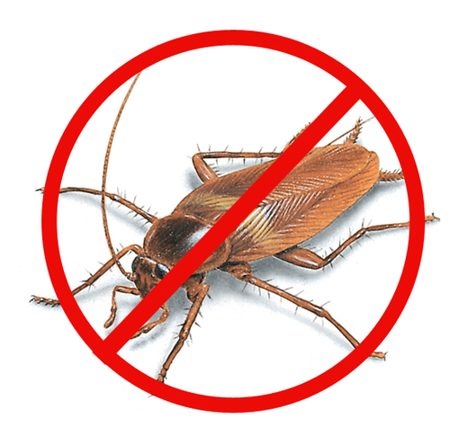 Cockroach Treatment Service